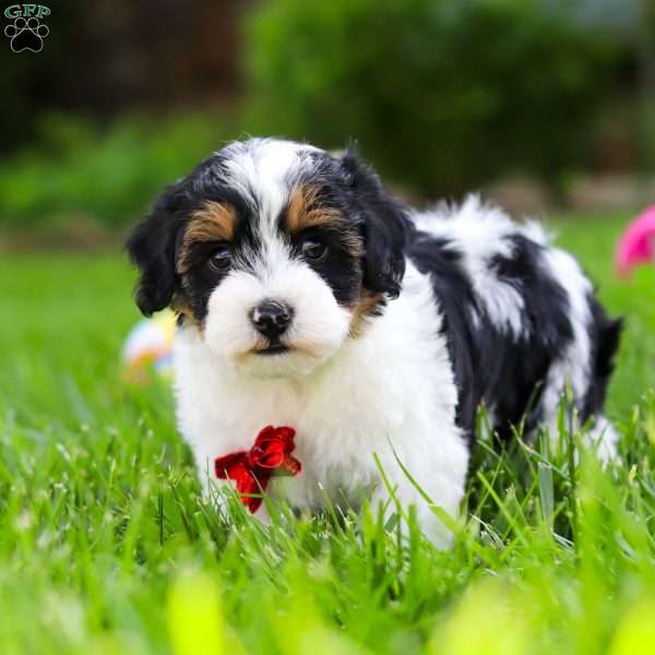 Jeremiah, Havapoo Puppy